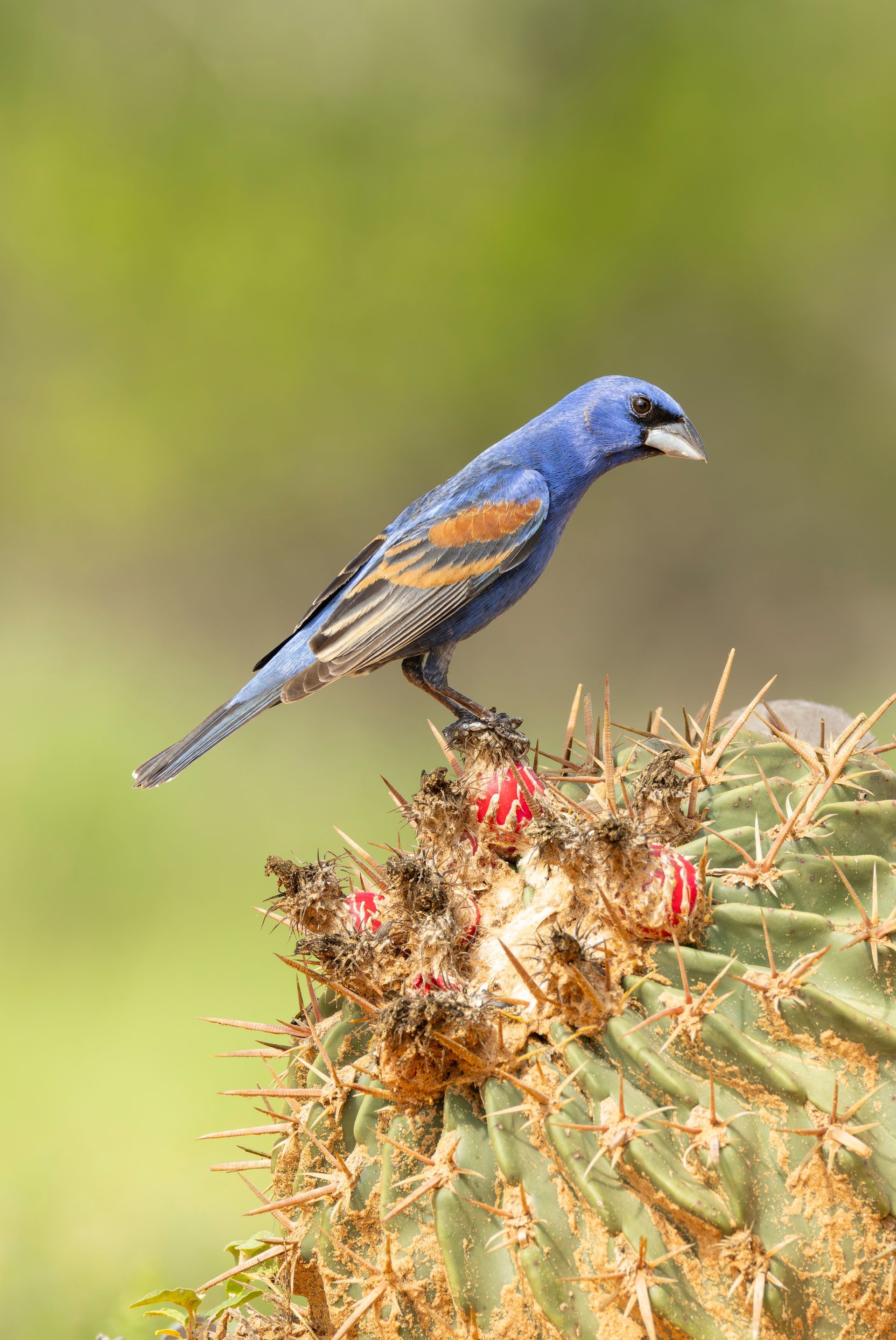 Blue bird with orange wing patches perched atop cactus with red buds.