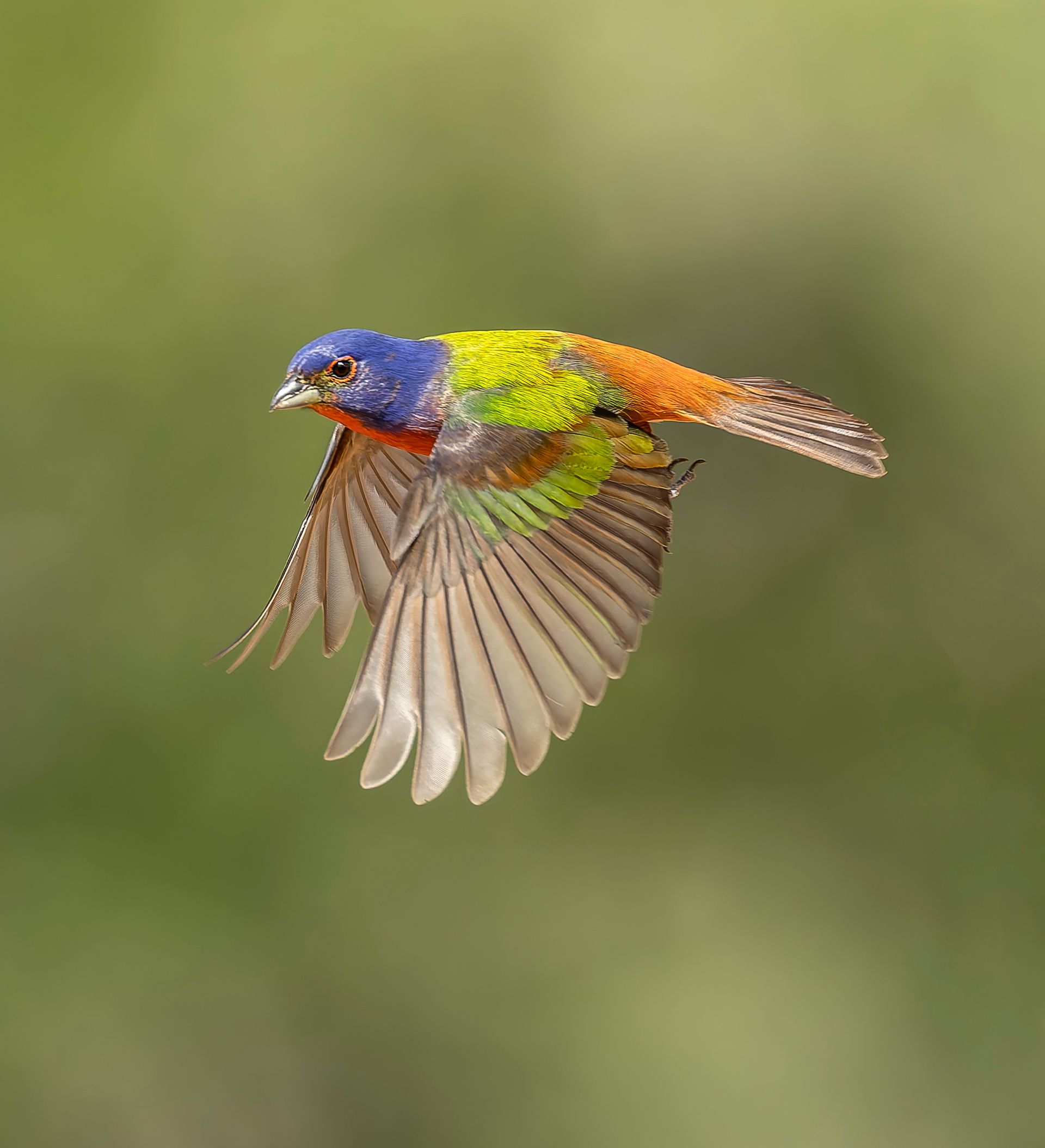 Brightly colored Painted Bunting in mid-flight, blue head, yellow-green back, orange flanks, wings spread.