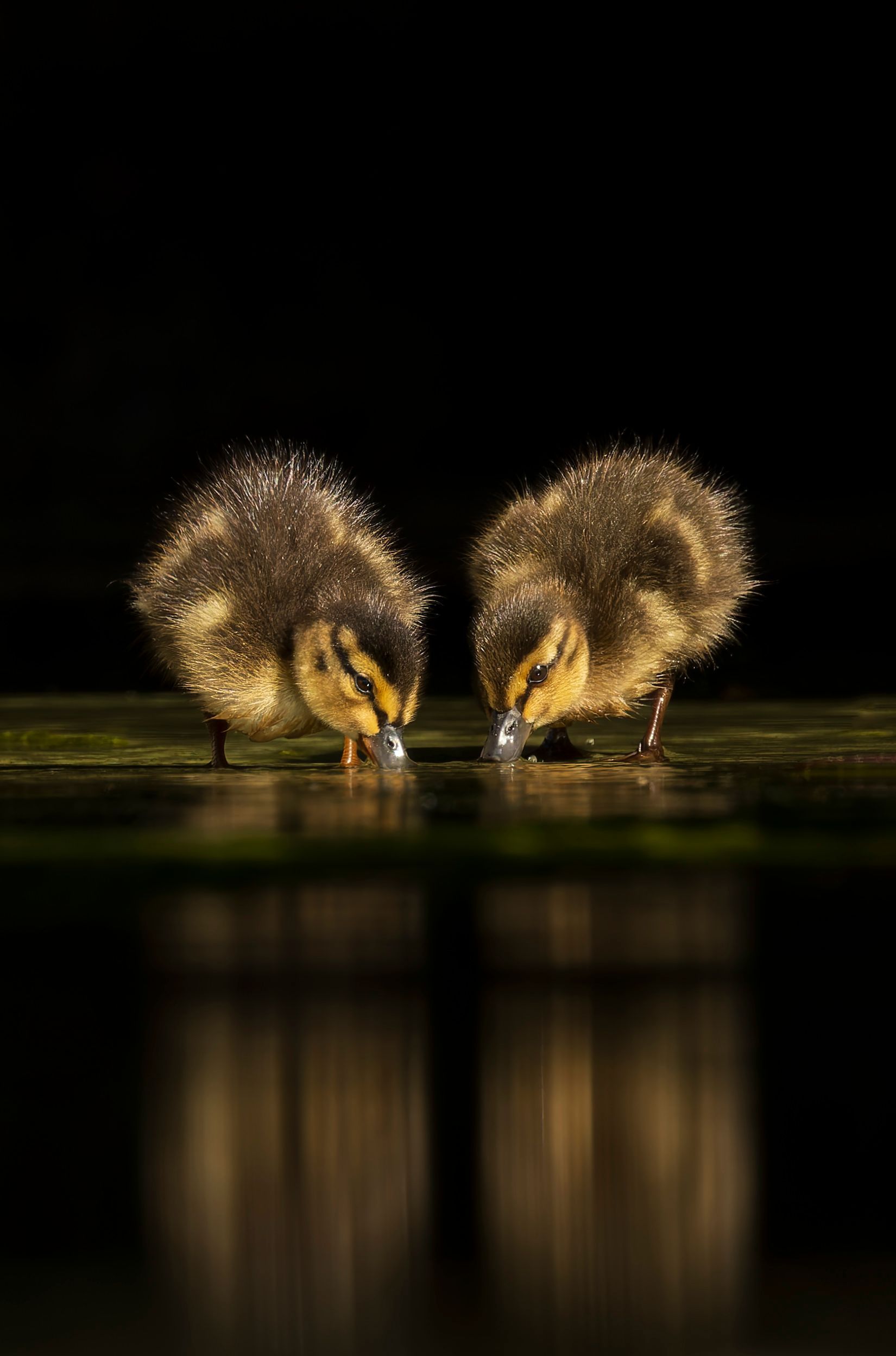 Two fluffy ducklings drinking water, with their reflections visible in dark water.