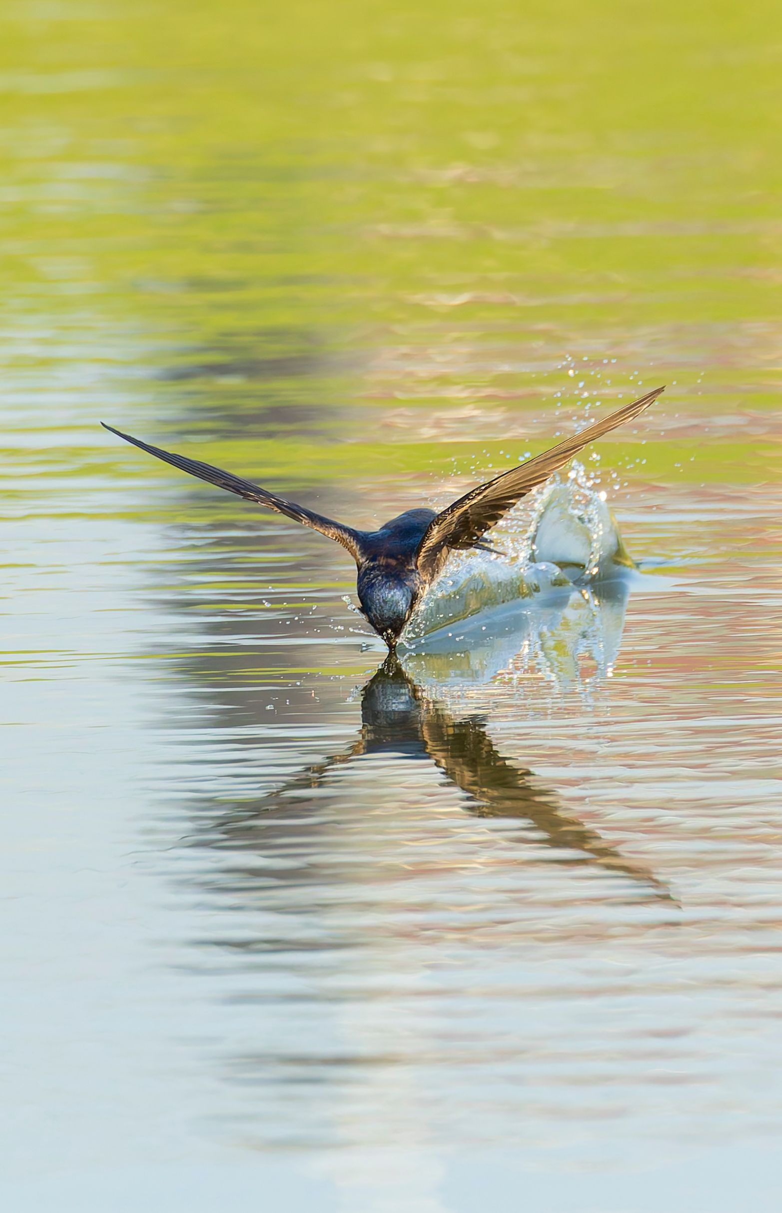 Bird skimming water, wings spread, creating splashes and reflection in the water.