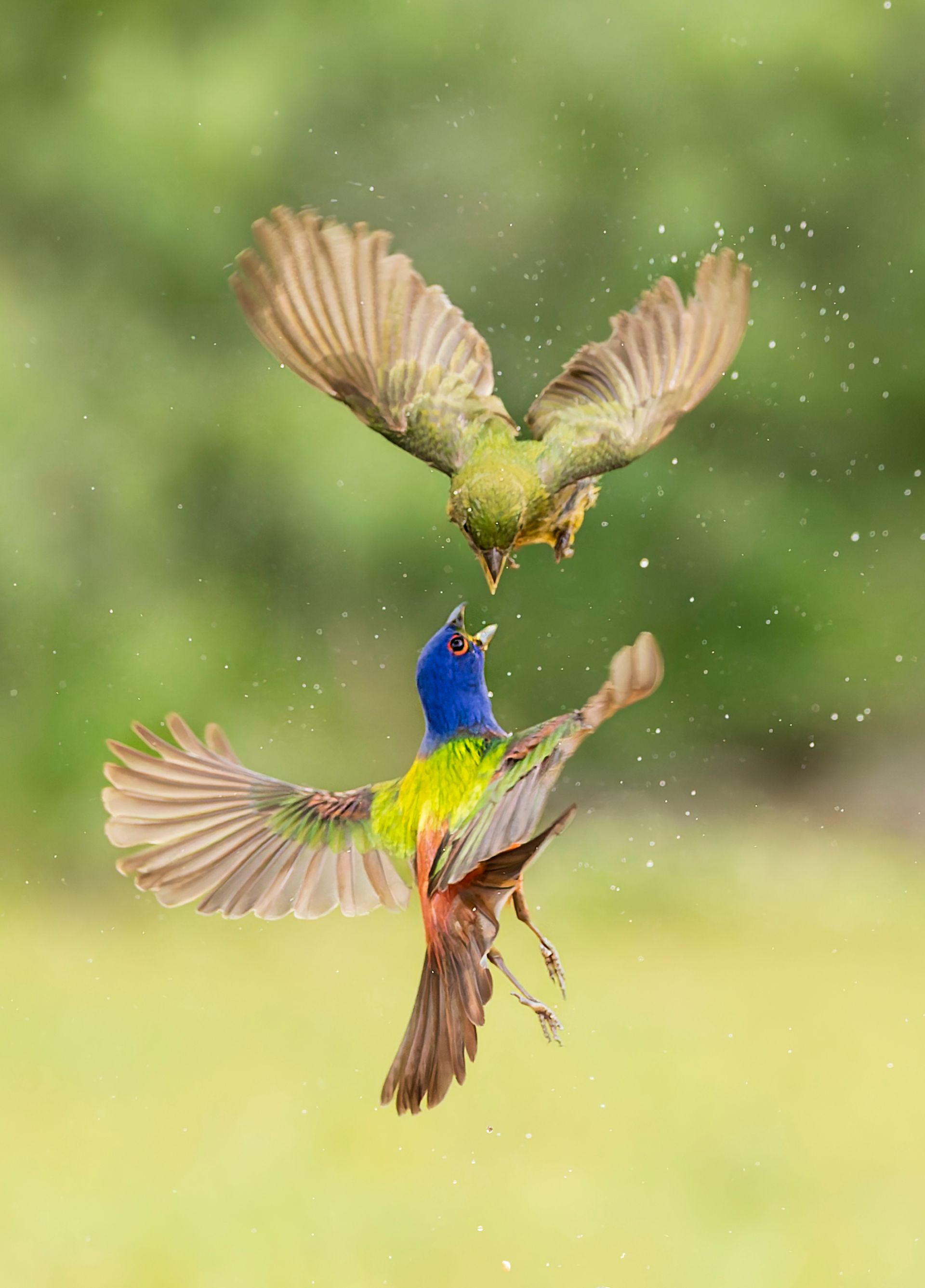 Two vibrantly colored birds in mid-air battle, wings spread, with water droplets, against a green and yellow backdrop.