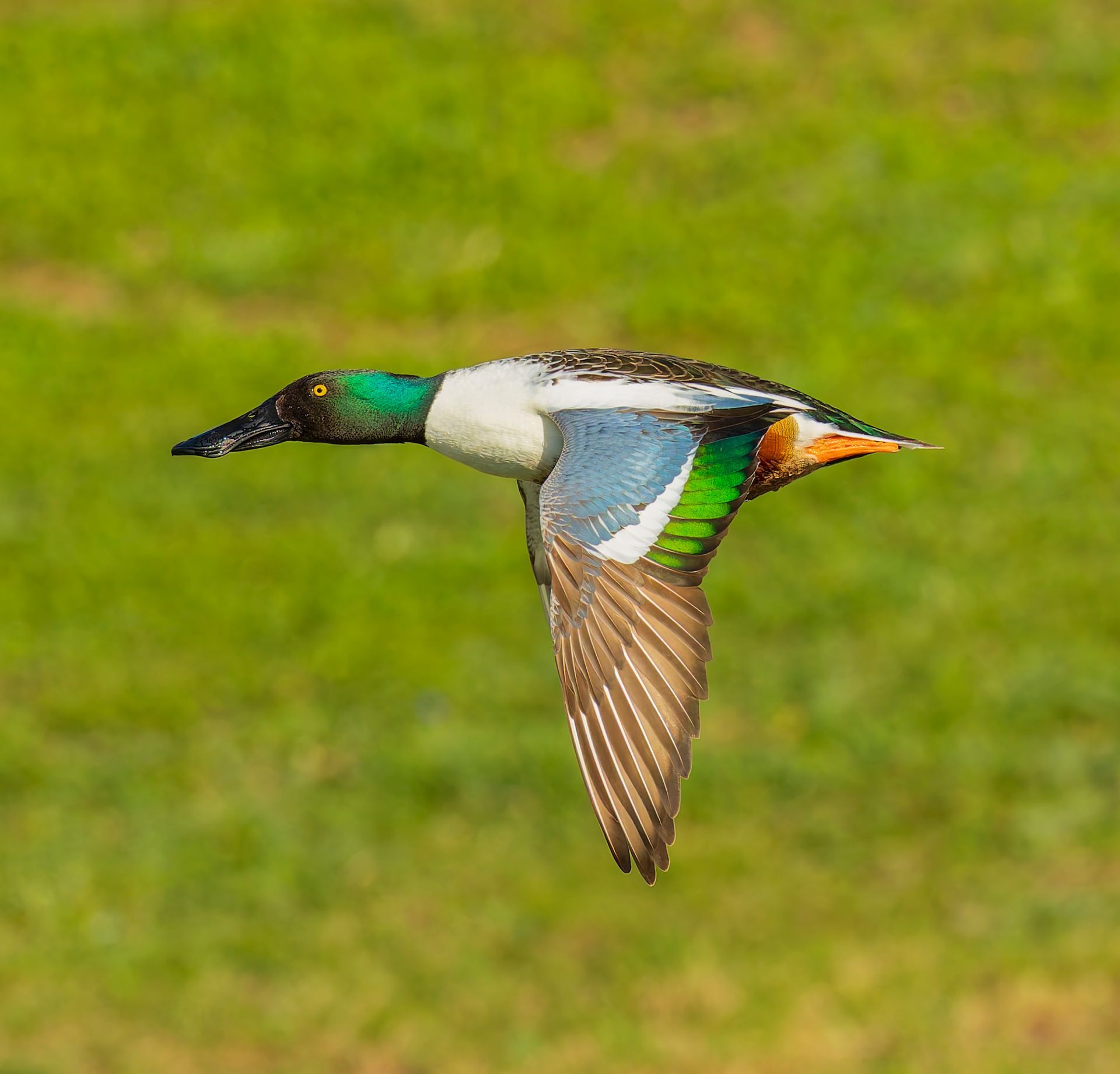 A Northern Shoveler duck in flight, showing vibrant green head, white chest, and colorful wing feathers, against green grass.