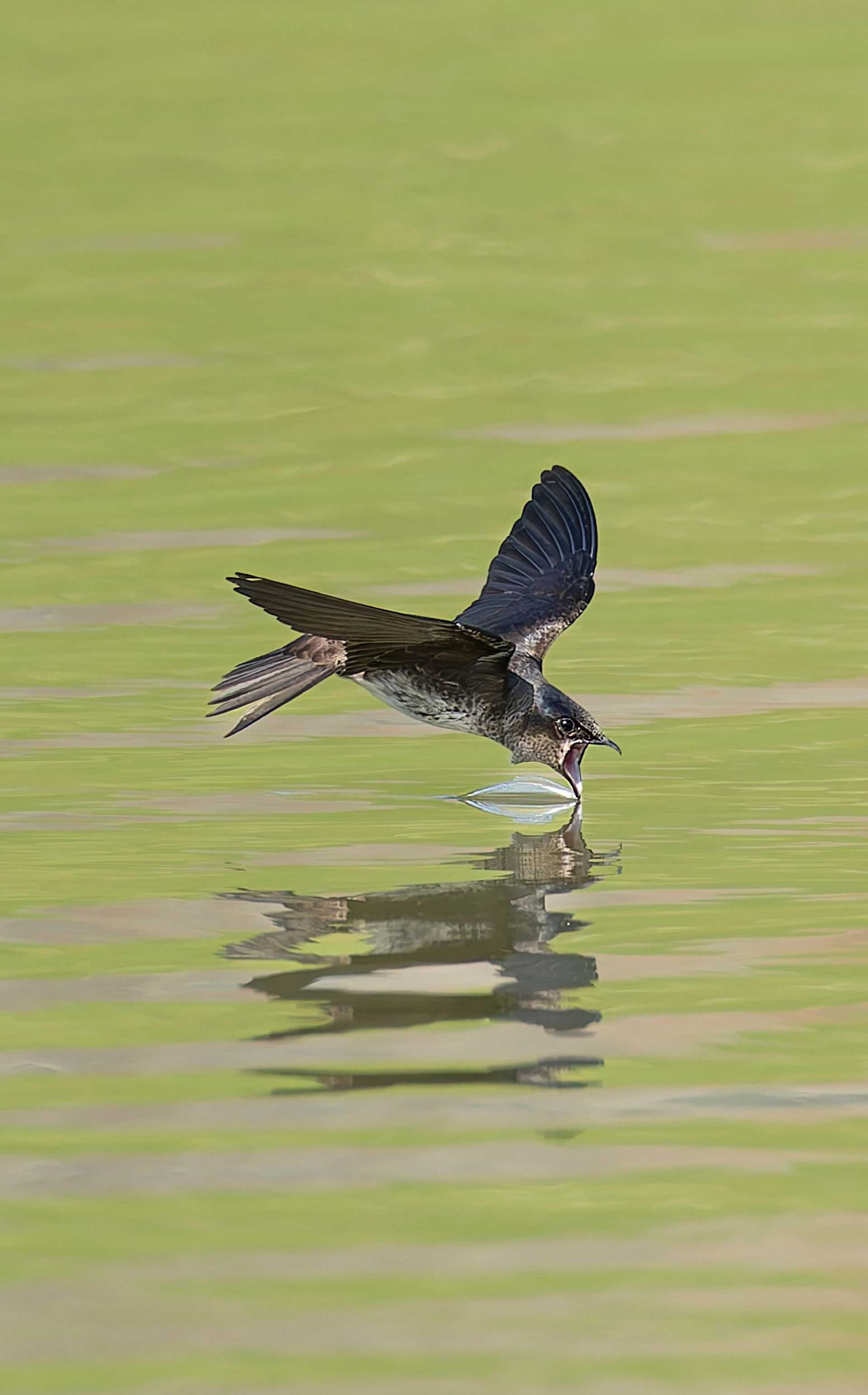 Bird swooping to water's surface, wings spread. Reflected image on the green-toned water.