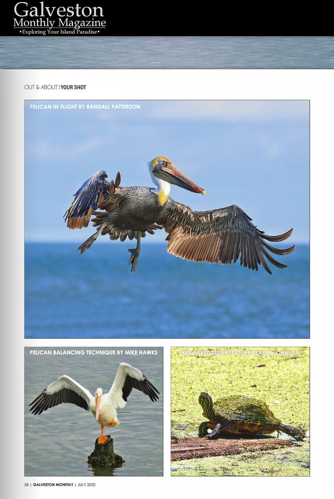 Magazine page with wildlife photos: pelican flying, white pelican on a post, turtle on a log.