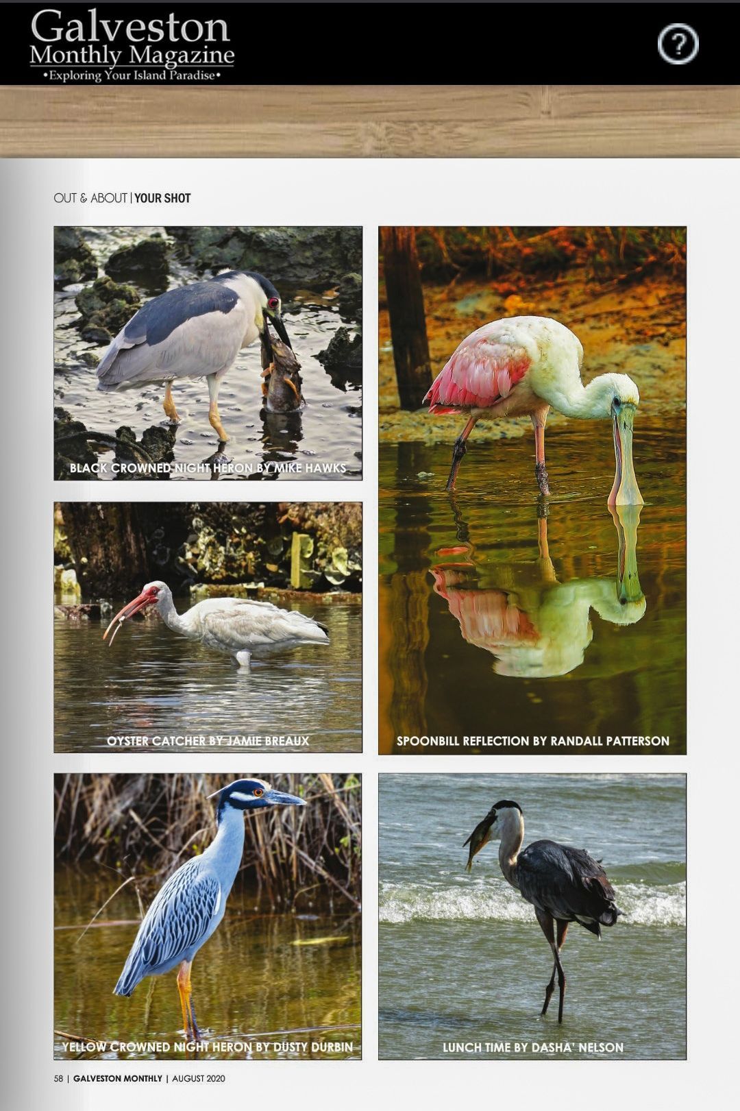 Five birds in natural settings: heron, ibis, night heron, spoonbill, great blue heron.