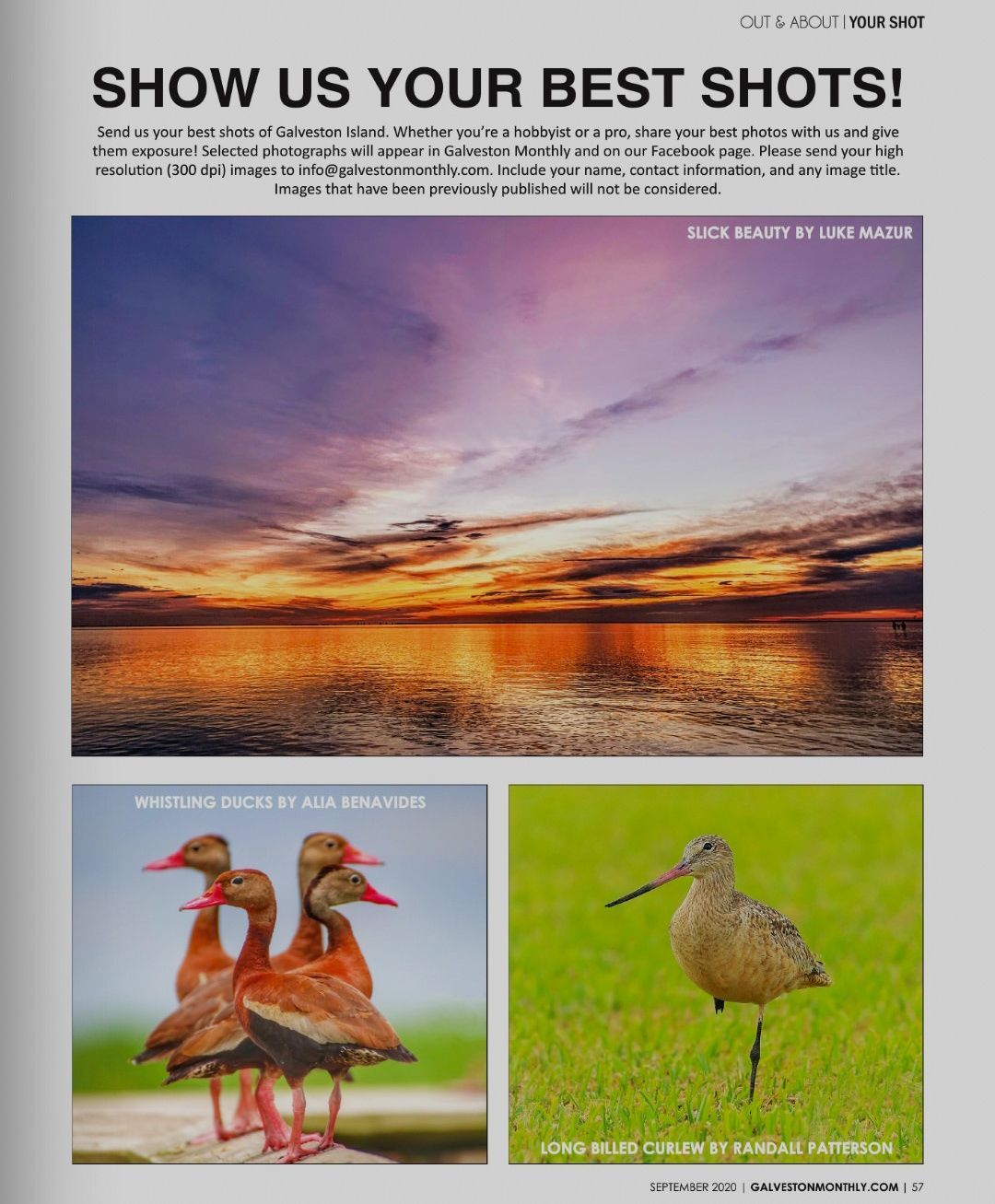 Sunset over water, ducks, shorebird on green grass. Photography contest page.