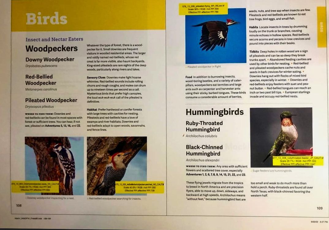 Pages from a bird identification guide featuring woodpeckers and hummingbirds.
