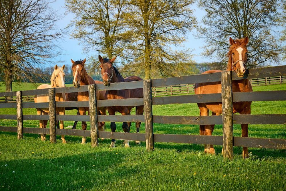 Horses Behind a Wooden Fence in a Green Field — Keith Dellit Rural Fencing in Yandina Creek, QLD
