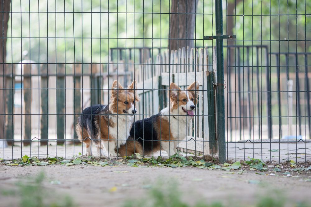 Two corgi dogs behind a metal fence in a park. One has its mouth open. — Keith Dellit Rural Fencing in Yandina Creek, QLD