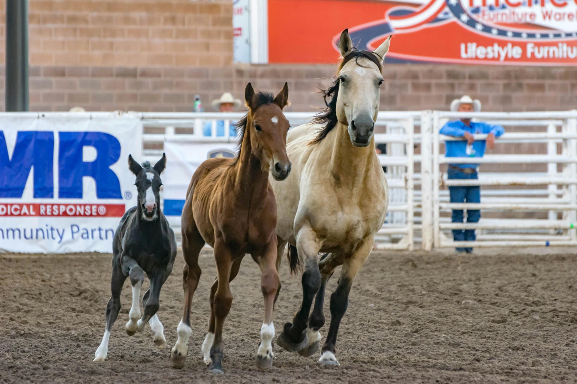 Horses and foals run in a rodeo arena; the horse is tan, one foal is black, and the other is brown.