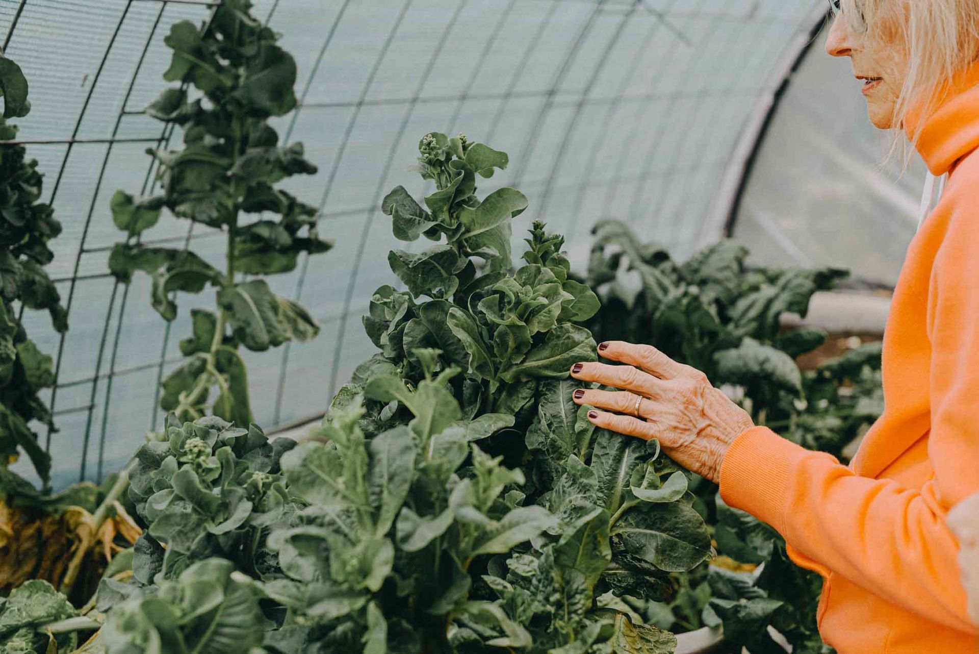 Greenhouse — Indianola, IA — Arpy's Construction
