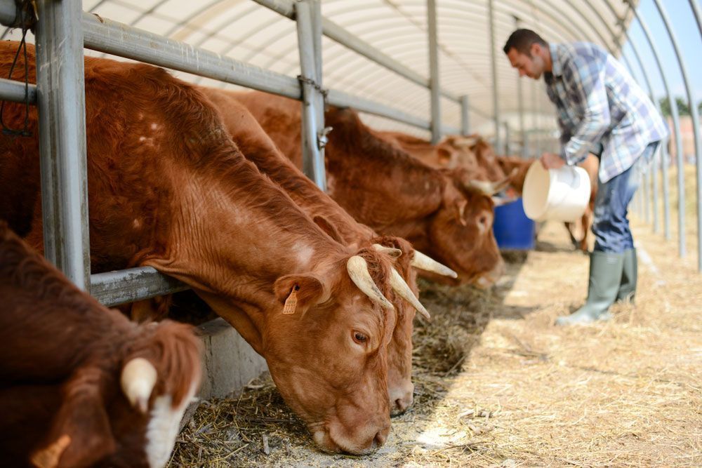 A Farmer Feeds Brown Cows Hay in a Barn — Prostoc In Gladstone, NSW