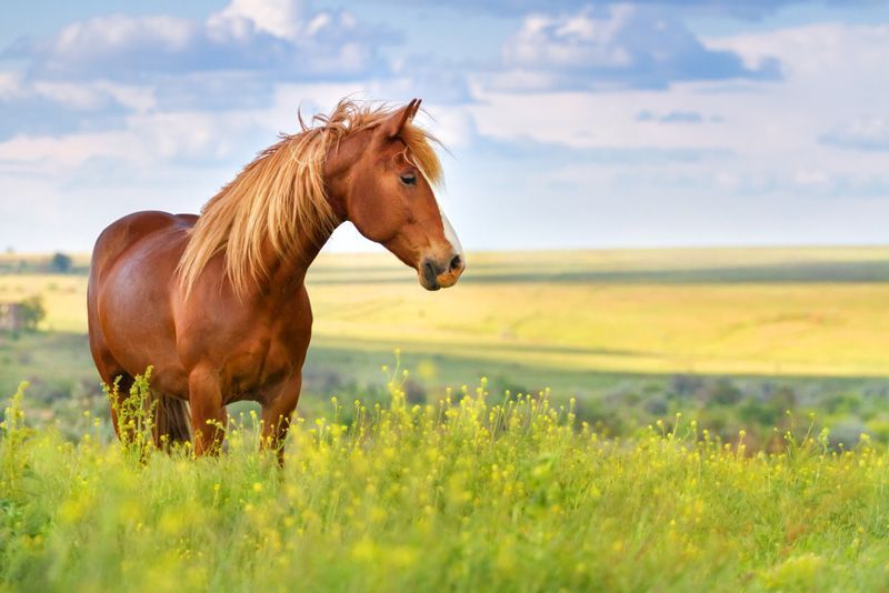 Chestnut Horse With Blonde Mane Standing in a Field of Green Grass — Prostoc In Gladstone, NSW