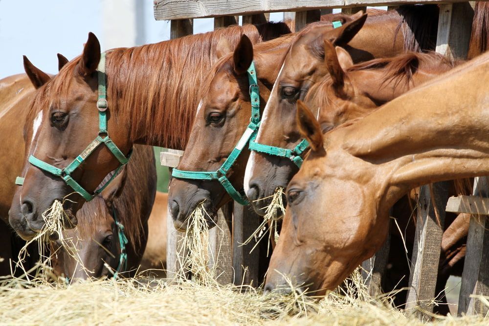 Chestnut Horses Eating Hay From a Wooden Feeder — Prostoc In South Kempsey, NSW