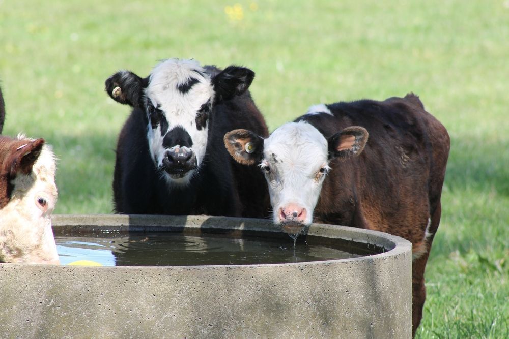 Two Calves With Black and White Faces Drinking From a Concrete Water Trough — Prostoc In Port Macquarie, NSW
