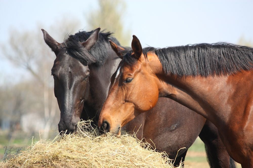 Two Horses Eating Hay Outdoors — Prostoc In Wauchope, NSW