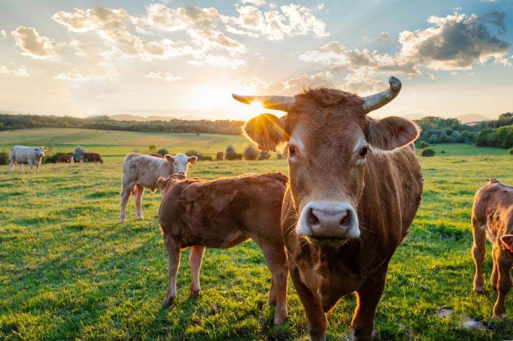Brown Cows Grazing in a Sunny Green Pasture — Prostoc In South Kempsey, NSW