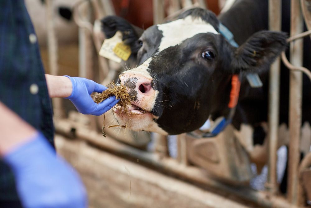Person in Blue Gloves Feeds a Black and White Cow — Prostoc In Macksville, NSW