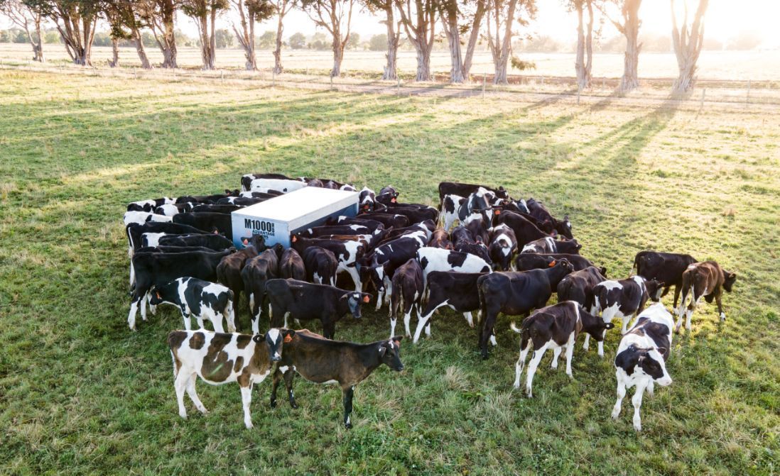 Cattle Gather Around a White Feeding Station in a Green Field — Prostoc In Bellbrook, NSW