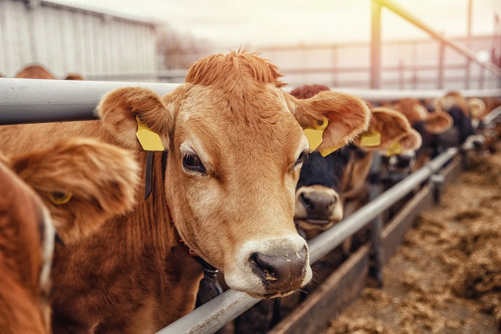 Brown Cows Lined Up at a Metal Fence in a Barn — Prostoc In Bellbrook, NSW