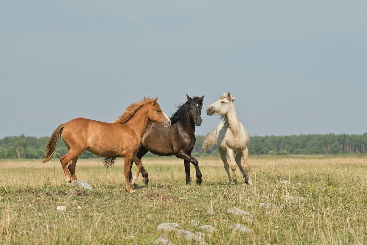 Three Horses of Varying Colors Play in a Grassy Field — Prostoc In Macksville, NSW