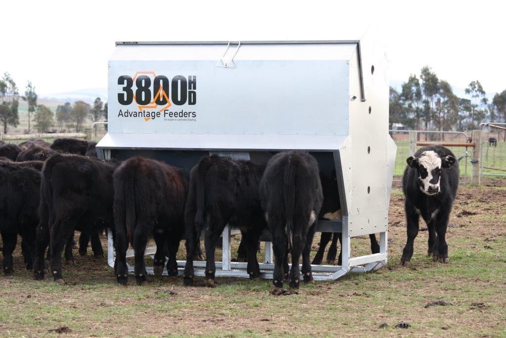 Cattle Feeding From a Large, Silver Feeder in a Grassy Field — Prostoc In Bellingen, NSW