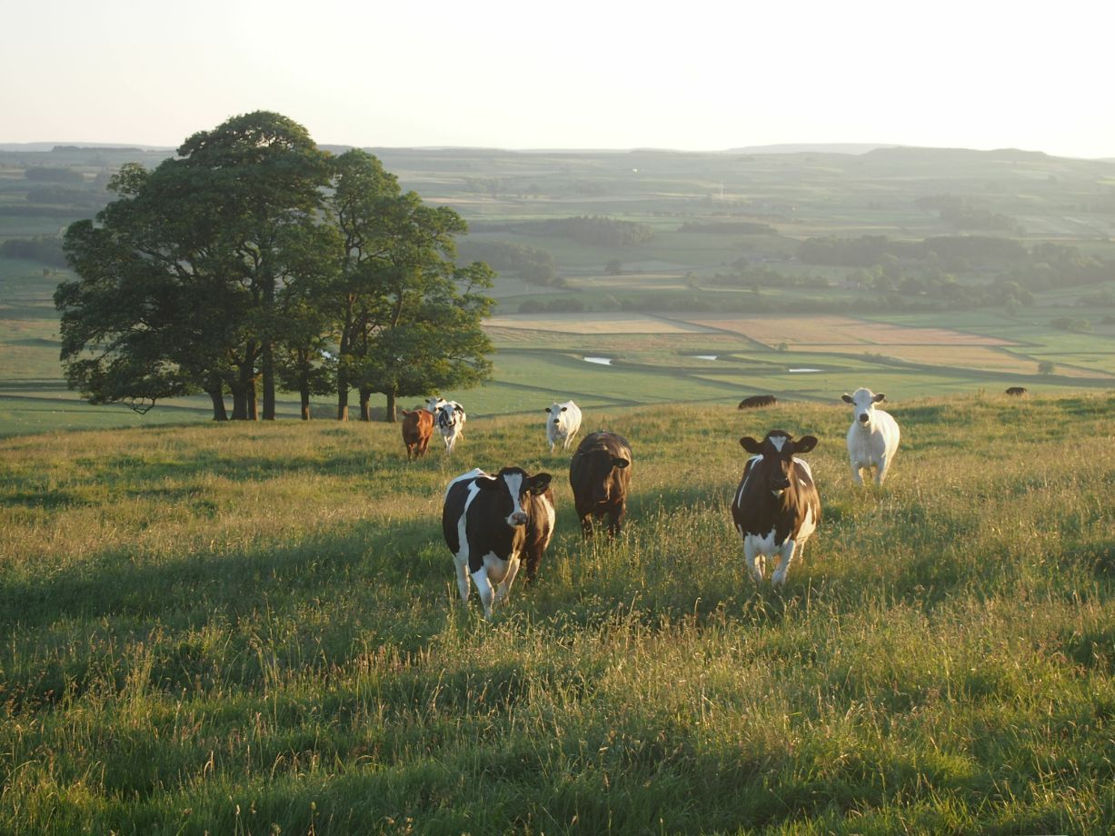 Cows Grazing on a Grassy Hill — Prostoc In Bellbrook, NSW