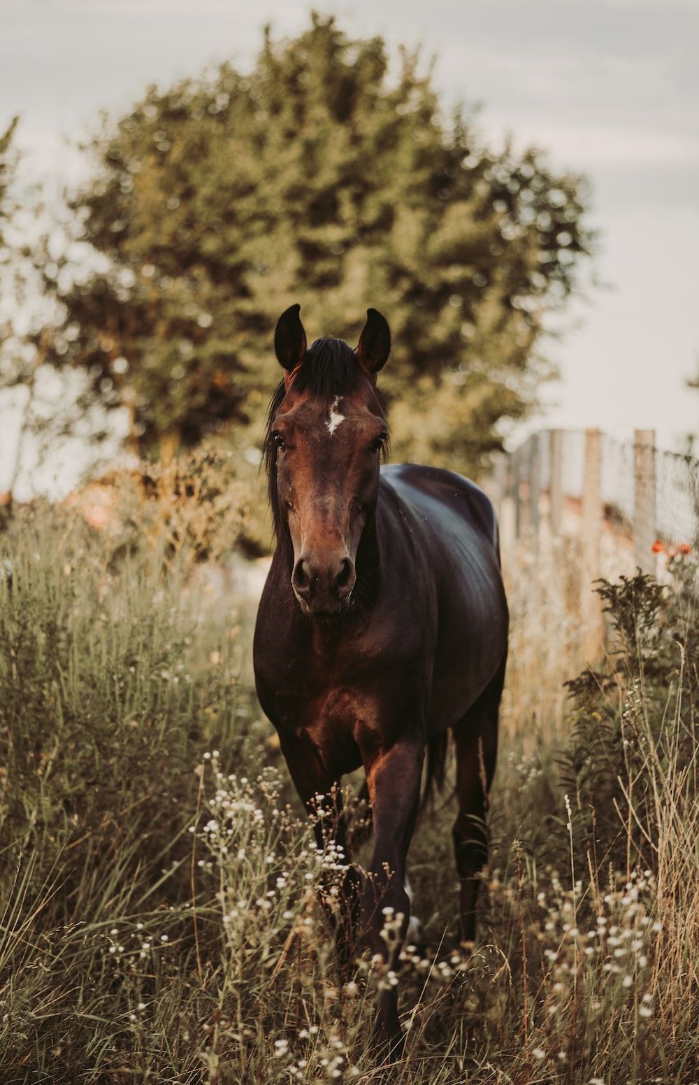 Dark Brown Horse Standing in Tall Grass — Prostoc In Willawarrin, NSW