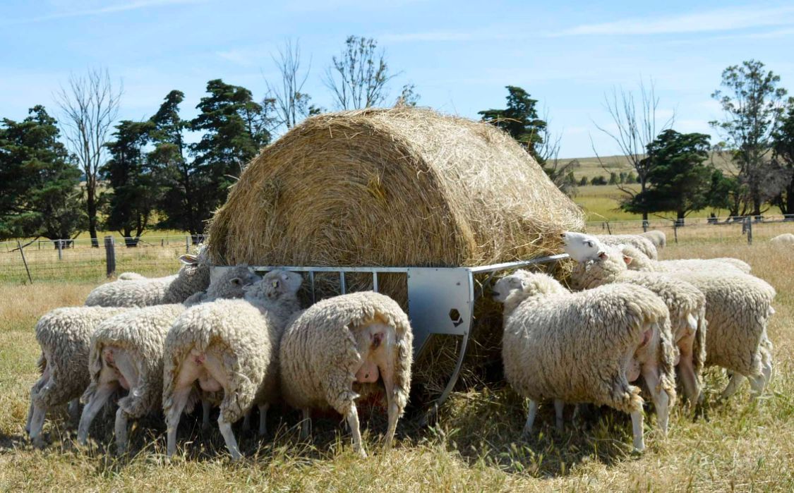 Sheep Eating Hay From a Round Bale Feeder in a Field on a Sunny Day — Prostoc In South Kempsey, NSW