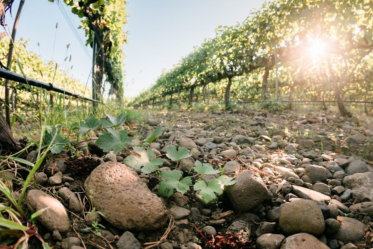 Sunlit vineyard rows with grapevines and rocks in the foreground