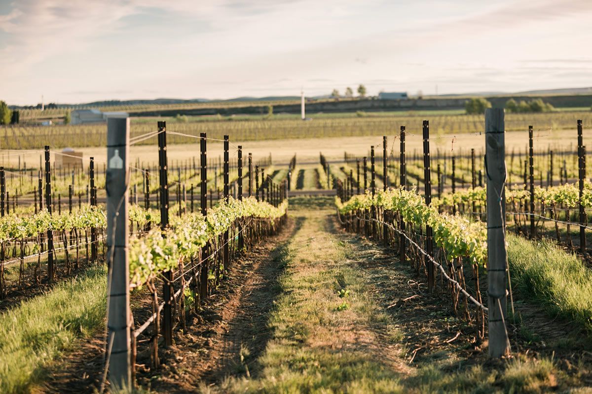 Vineyard rows with young grapevines and wooden posts in a sunny rural field