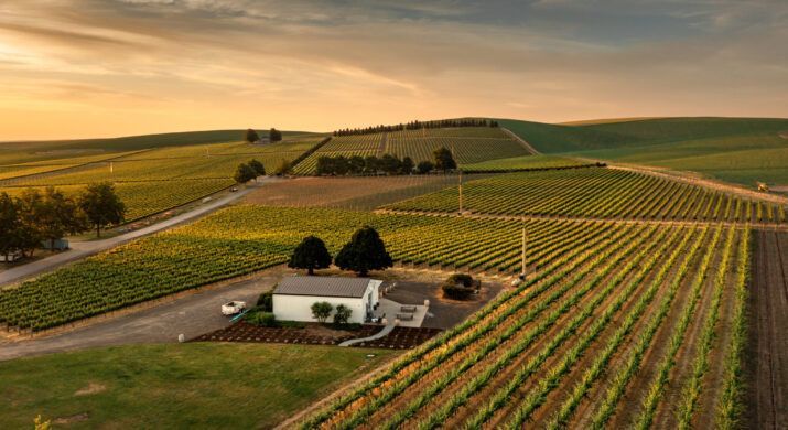 Wide vineyard rows at sunset with a small white farm building and winding road in the foreground