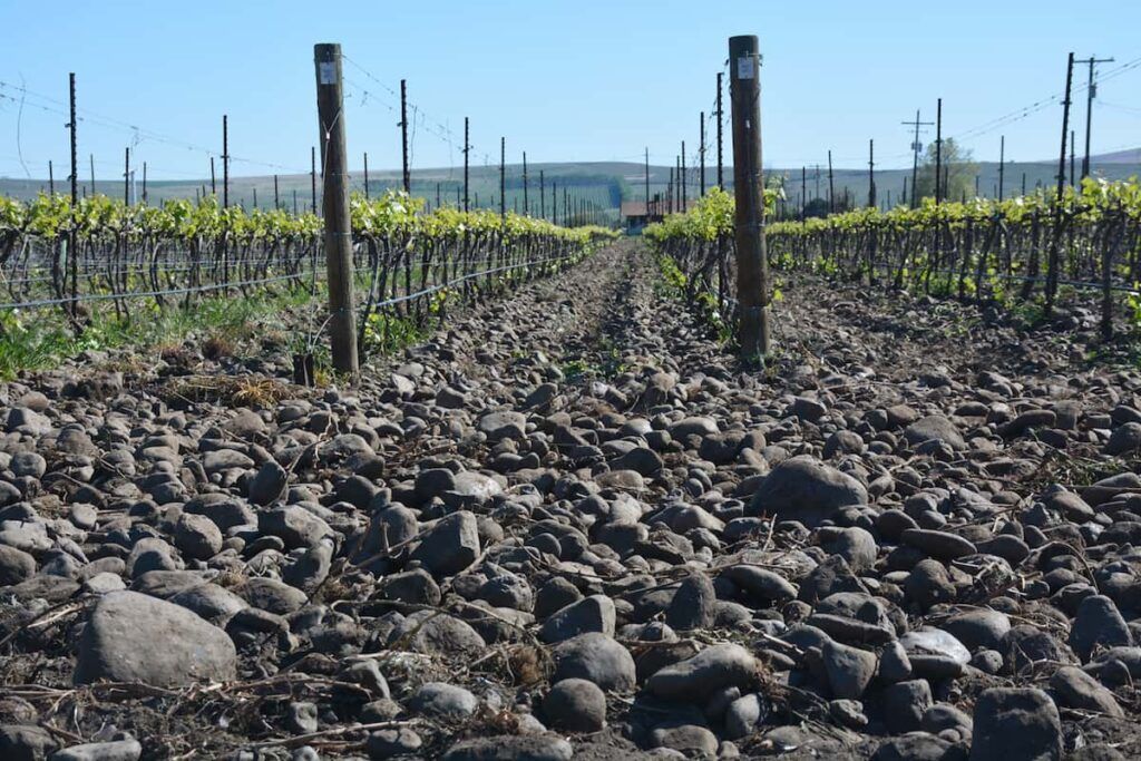 Rocky vineyard rows stretching into the distance under a clear blue sky
