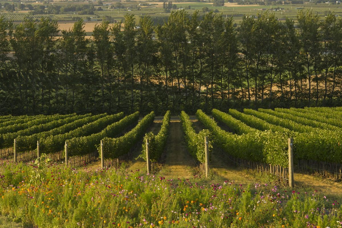 Vineyard rows with green grapevines in a rural field, bordered by tall trees under warm light.