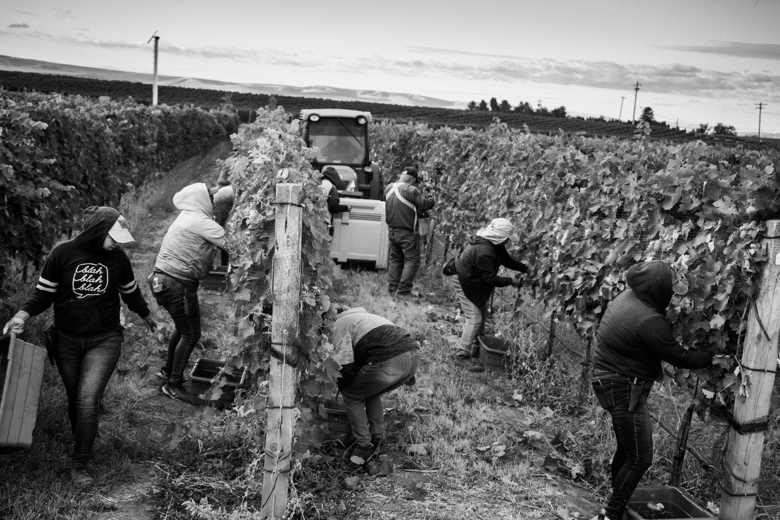 Workers harvesting grapes in a vineyard, loading crates beside a tractor.