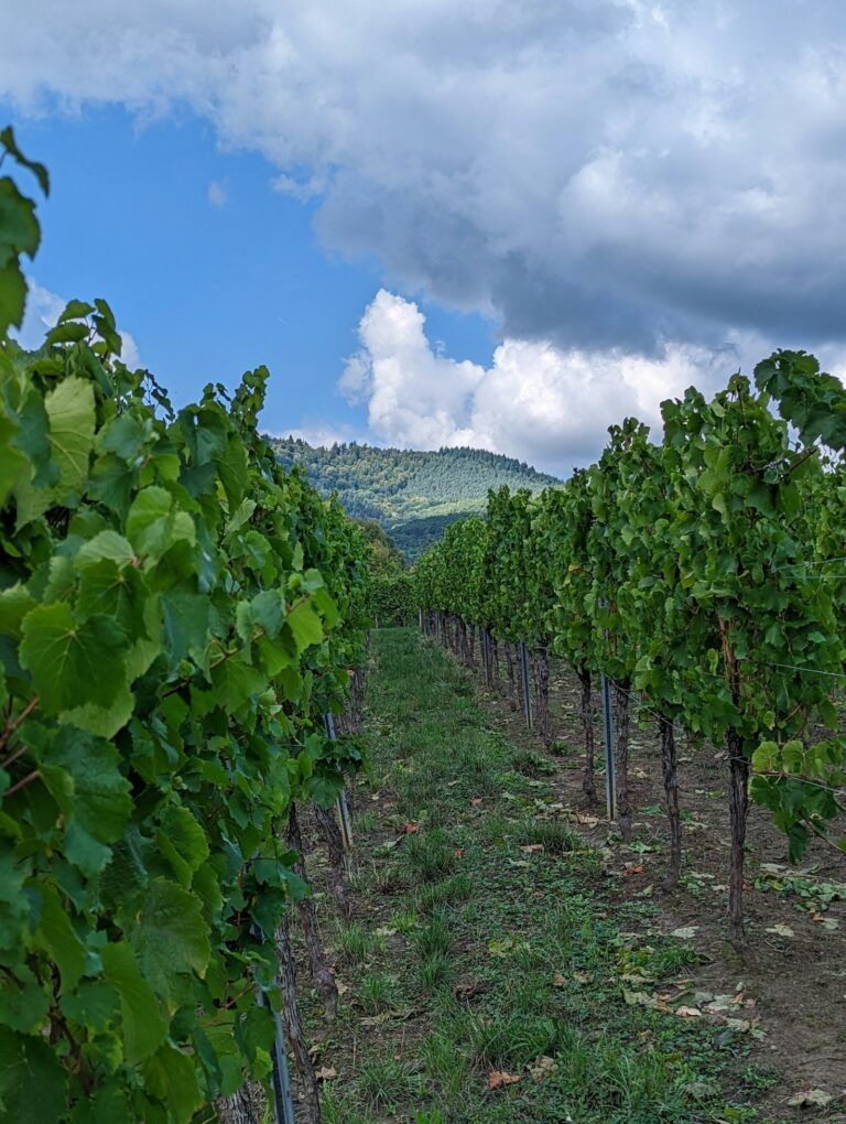 Rows of green grapevines in a vineyard under a cloudy blue sky