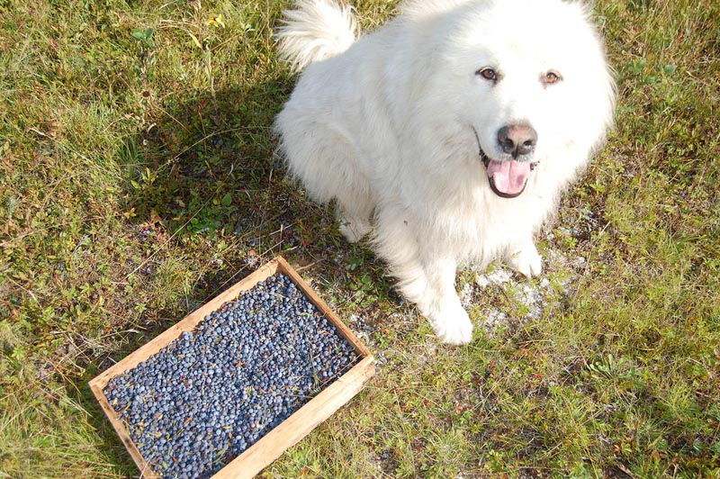 safe for dogs to eat blueberries