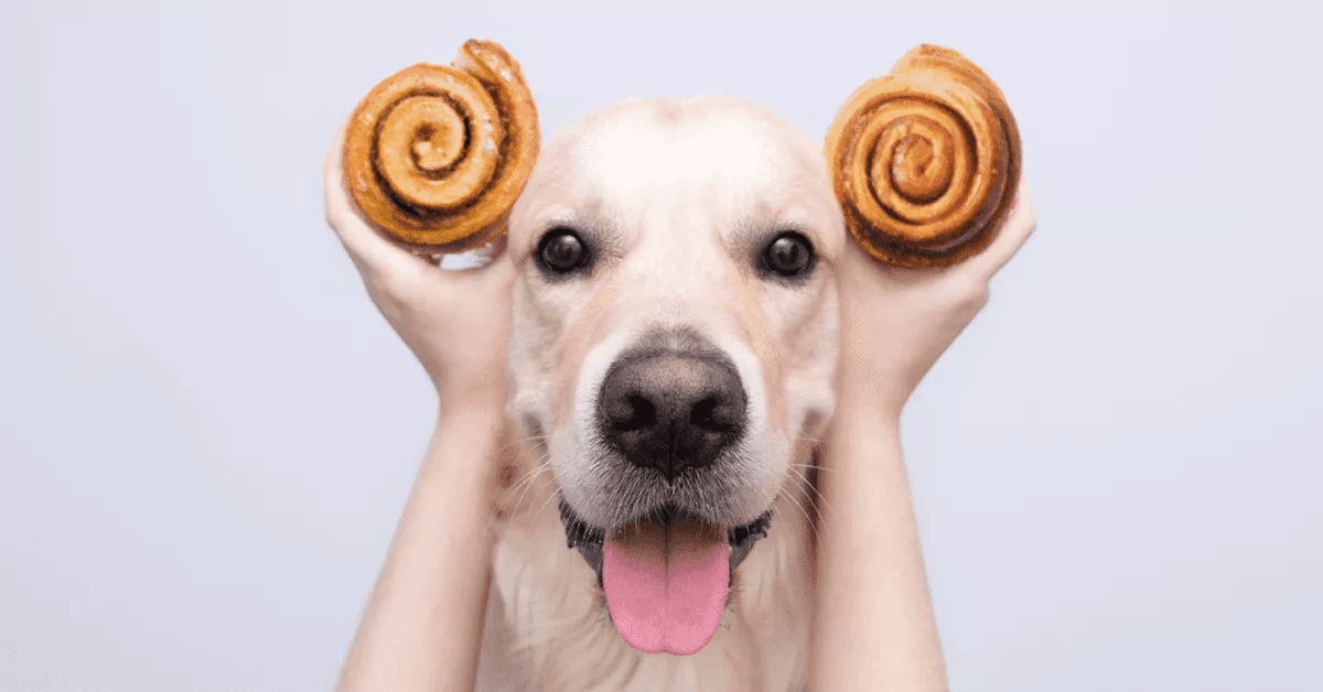 What are the benefits of cinnamon for dogs?