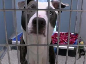 A black and white dog is behind bars in a cage.