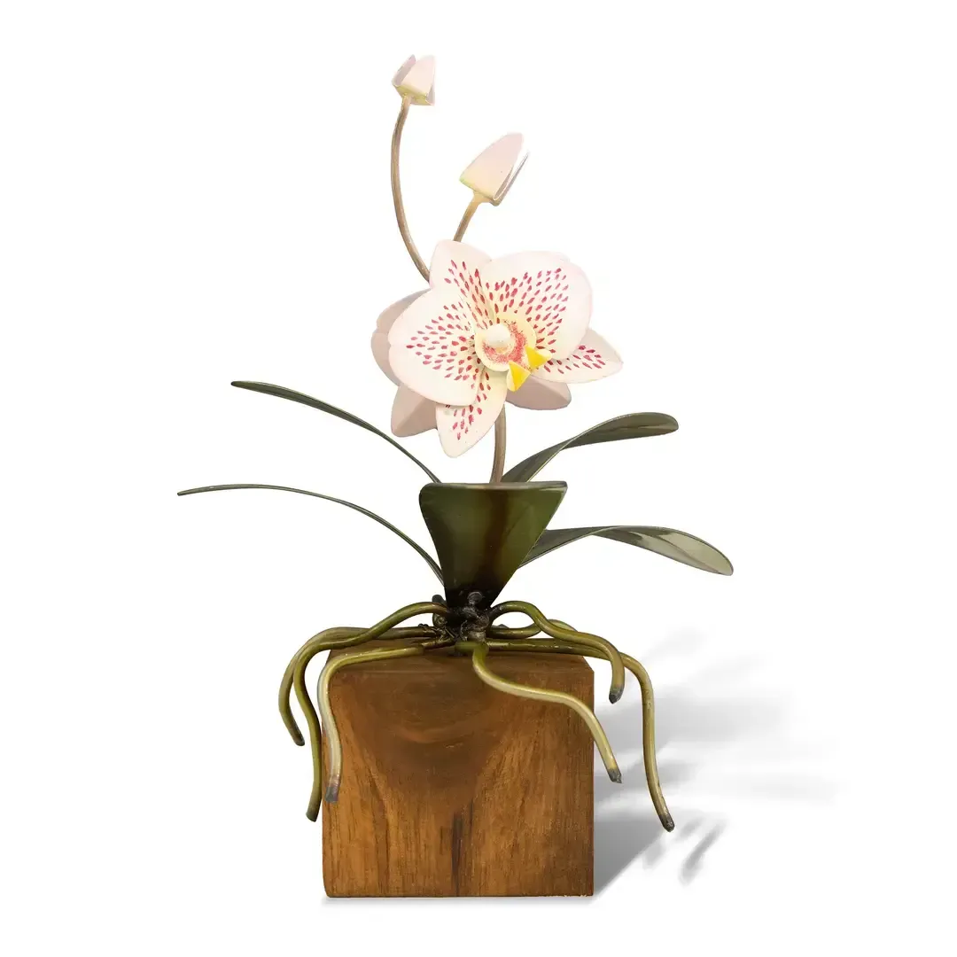 Phalaenopsis Orchid Tabletop on Teak Base Small