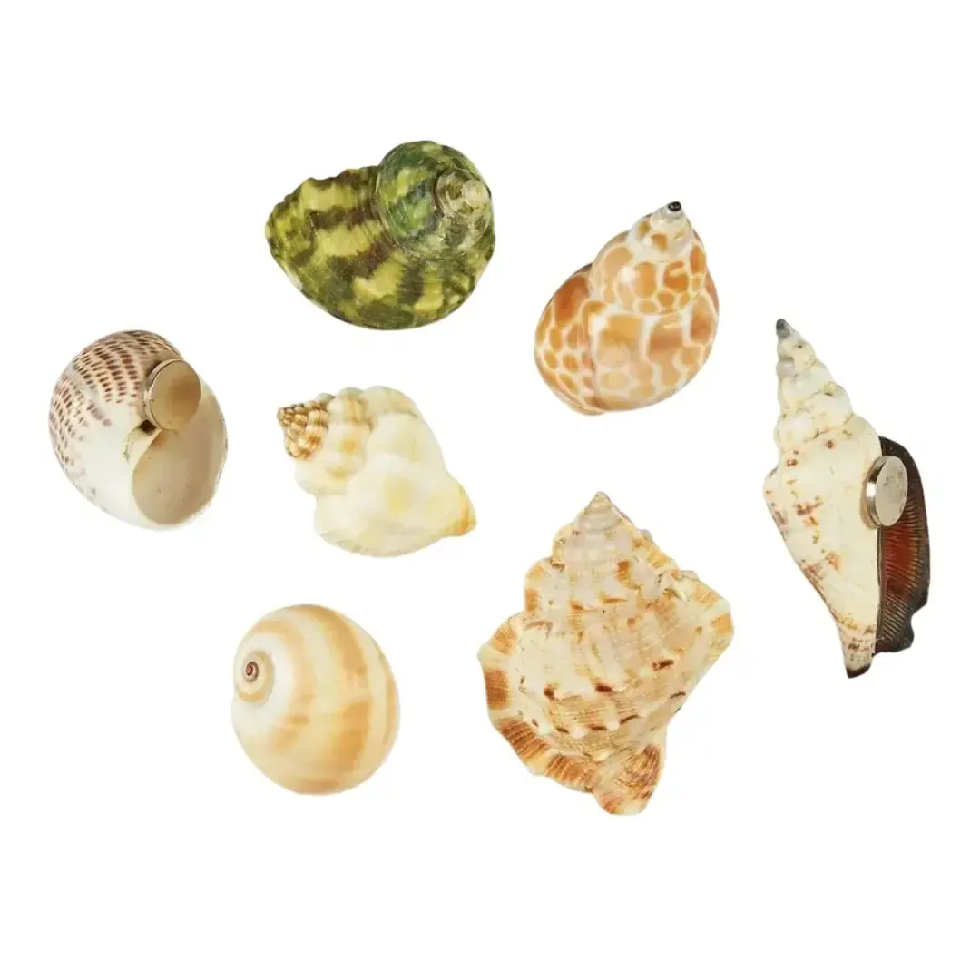 Natural Shells Magnet KK 4049