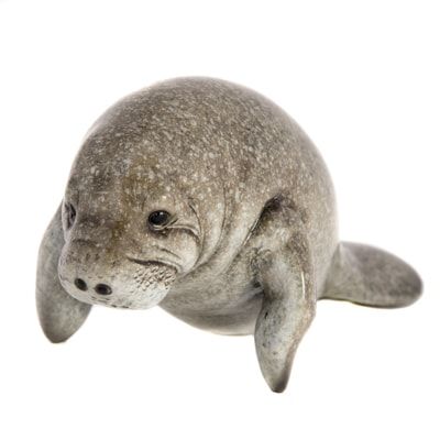 Grey Manatee 7