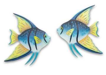 Angelfish Blue Facing Right