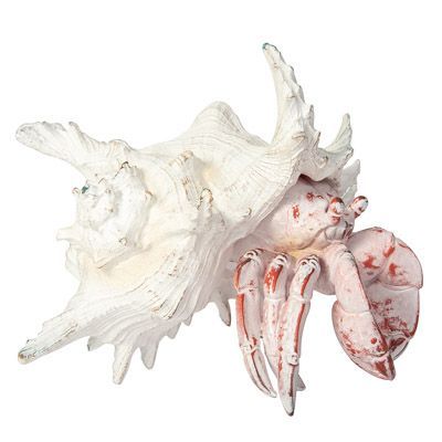White-Washed Red Crab in Shell 8 1/4