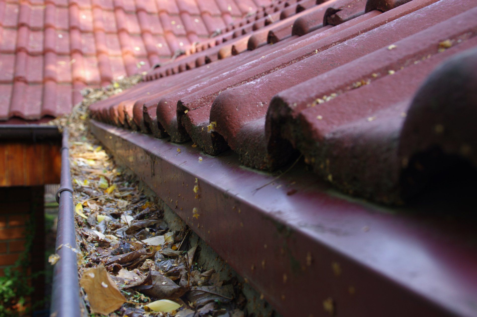 leaves clogging roof gutter and gutter guard