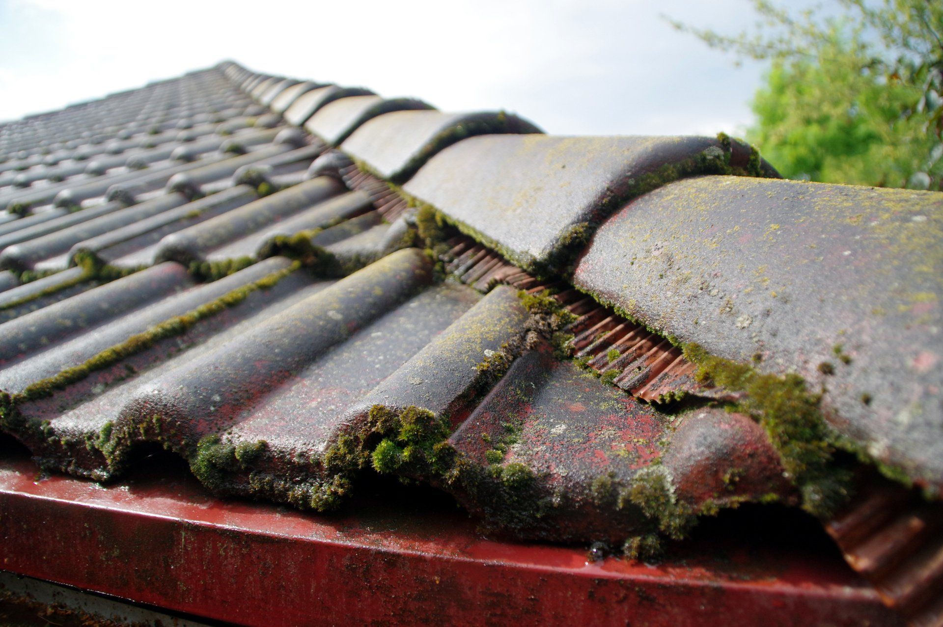 remove moss, mildew or mold from roof |Total Roof Solutions