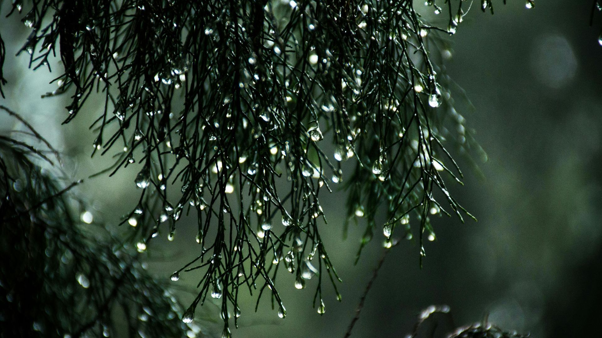 A tree with rain drops on it 's branches