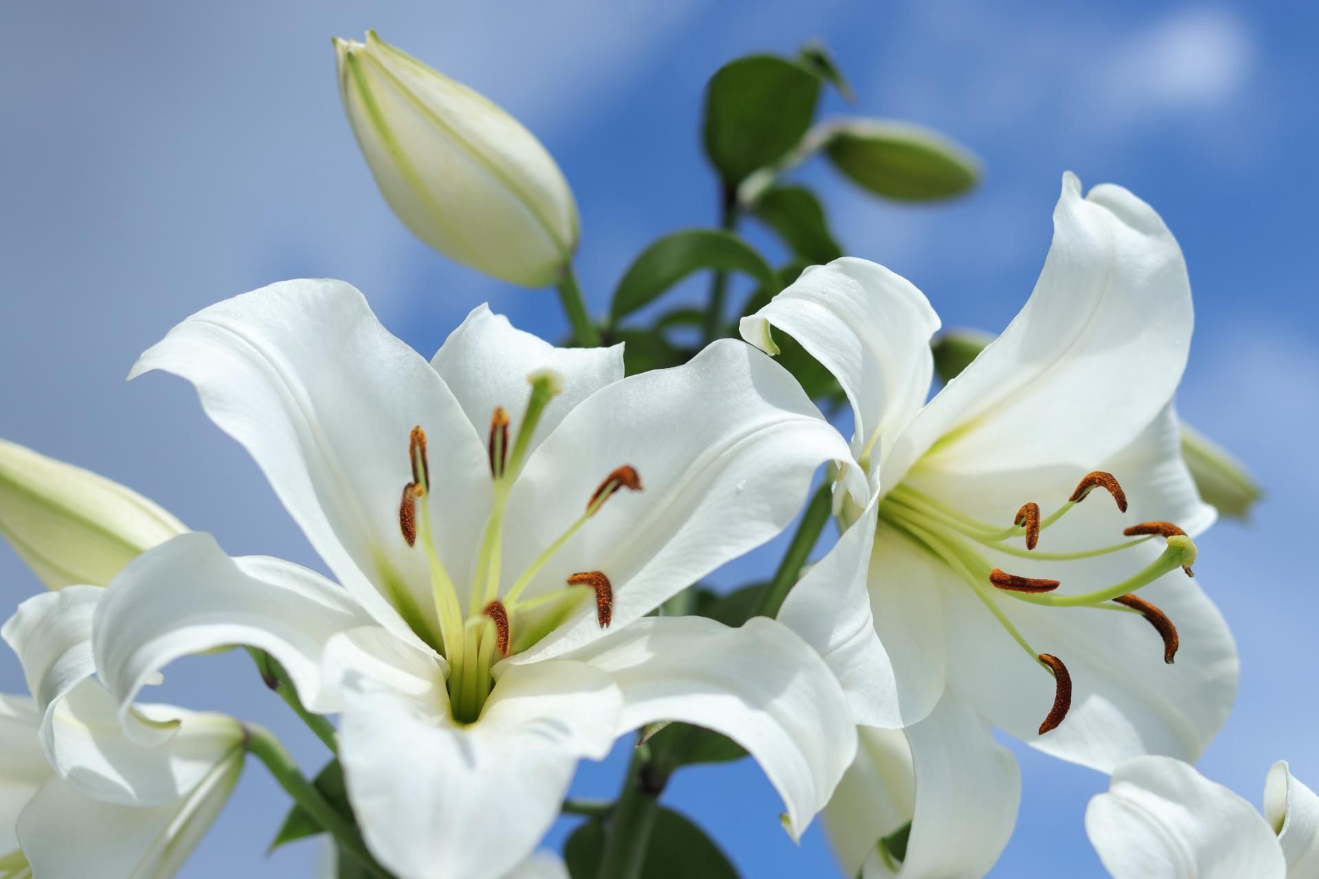 a bunch of white roses are growing on a tree .