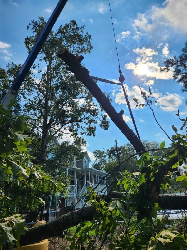 A tree branch being removed by a crane, visible against a partly cloudy sky. A house is visible in the background.