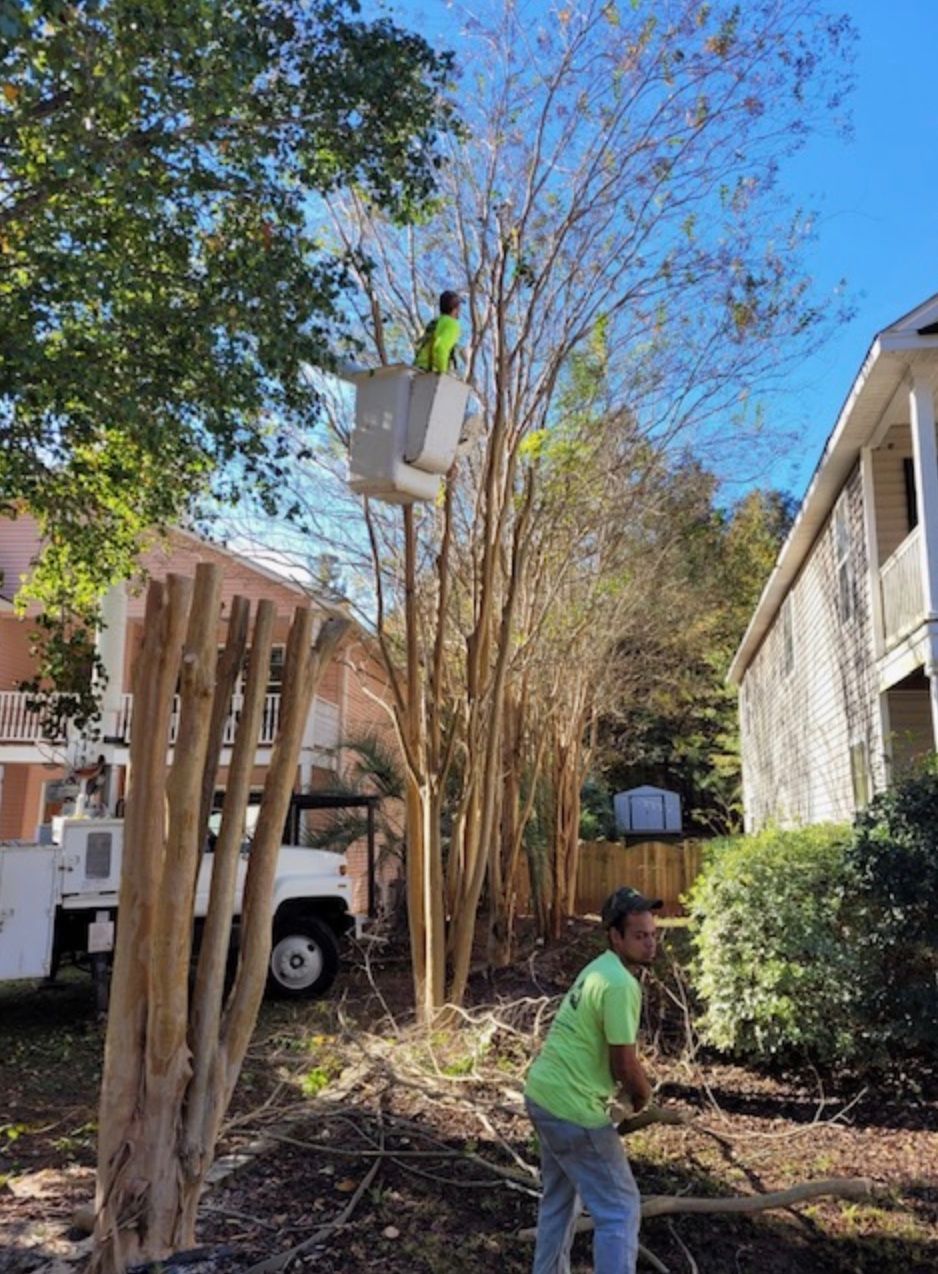 tree removal in Chapin, South Carolina Tree trimming: Workers prune a line of trees, one in a bucket lift, one on the ground with debris.